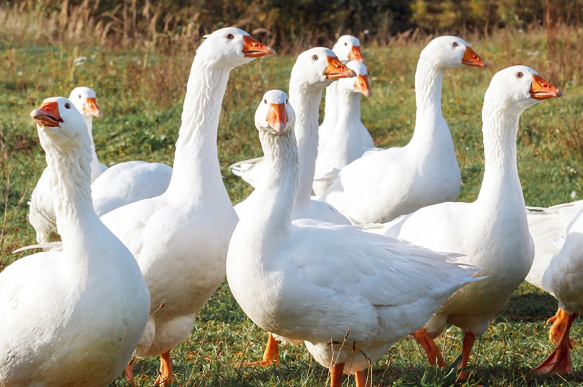Svatomartinské menu