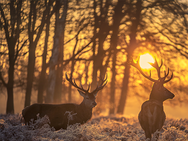 Svatohubertské degustační menu v La Villa