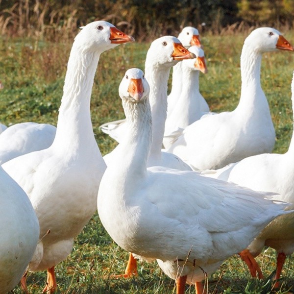 Svatomartinské menu