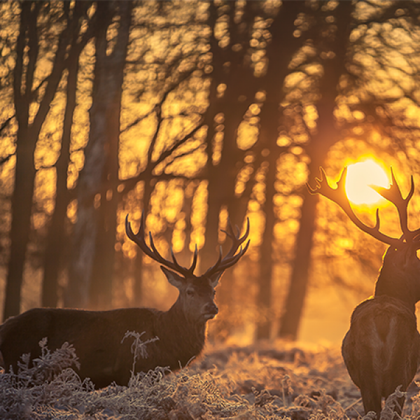 Svatohubertské degustační menu v La Villa